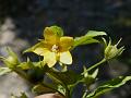 Long-Stalk Loosestrife